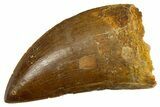 Serrated, Carcharodontosaurus Tooth - Real Dinosaur Tooth #308366-1